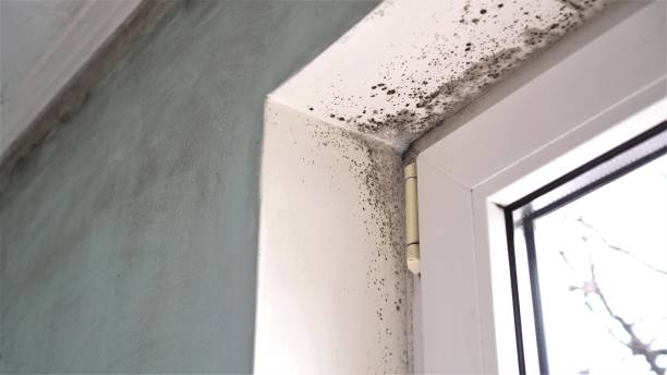 Mount Vernon, OH Mold Removal Company